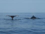 hawaii nautical waikiki whale watch cruise